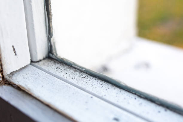 Best Basement Mold Removal  in Aust, IN