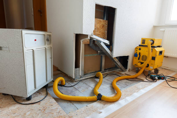 Reliable Austin, IN Mold Removal Solutions