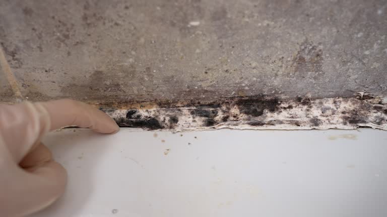 Best Residential Mold Inspection & Testing  in Aust, IN
