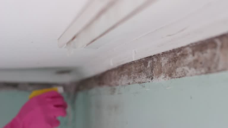 Best Commercial Mold Inspection  in Aust, IN