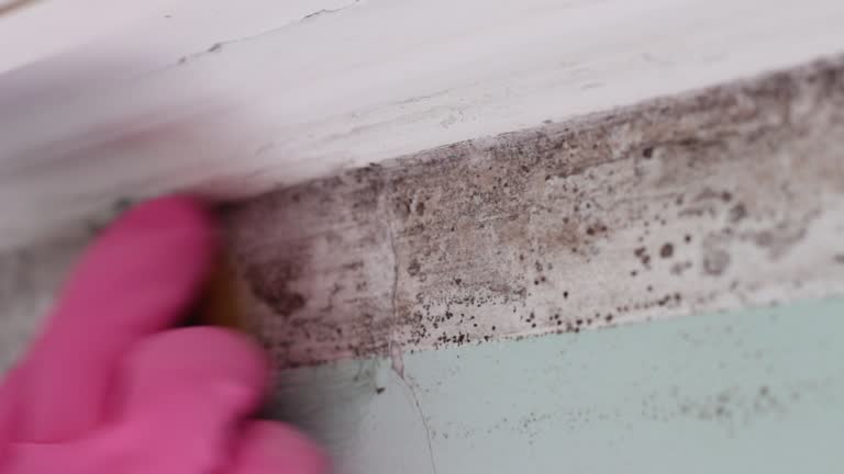 Mold Remediation for Vacation Homes in Austin, IN